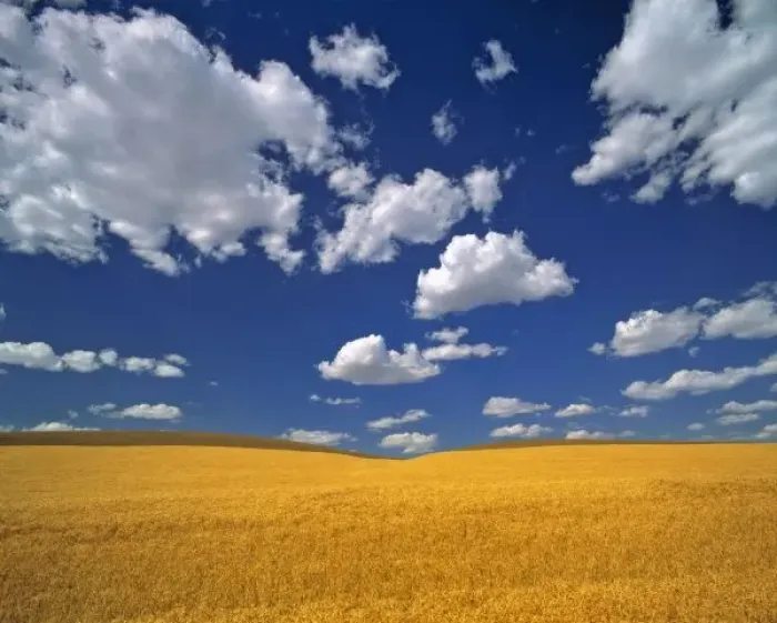 Framed Print : USA, Washington State, Colfax. Ripe barley meets the horizon near Colfax in the Palouse area
