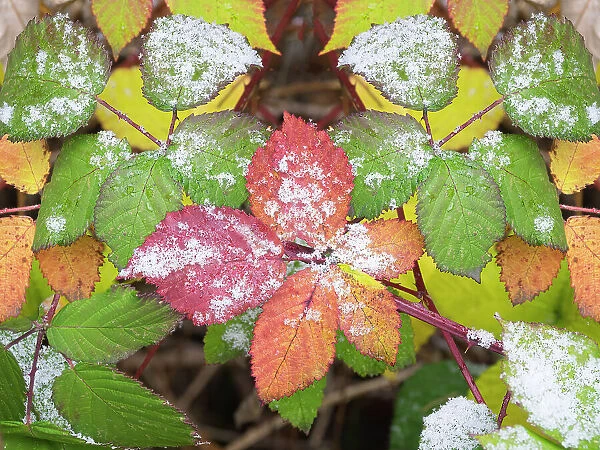 USA, Washington State. Colorful Himalayan Blackberry leaves with newly fallen snow