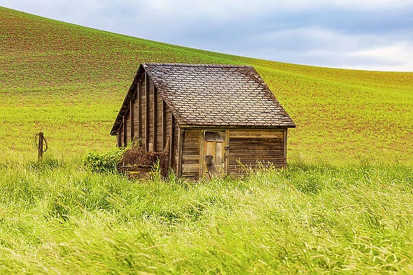 USA, Washington State, Colton, Palouse. Green wheat fields. Wooden barn or wooden shed