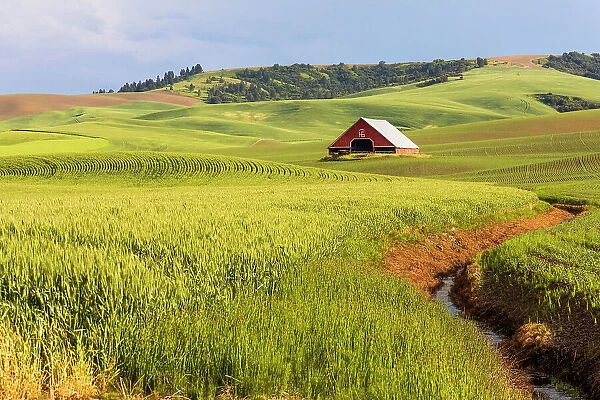 USA, Washington State, Colton, Palouse. Red barn, green wheat fields. Blue Sky. (Editorial Use Only)