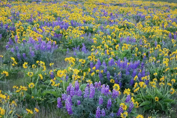 Framed Print : USA, Washington State. Columbia Hill State Park, springtime wildflower bloom with field of balsamroot and lupine Framed Print : USA, Washington State. Columbia Hill State Park, springtime wildflower bloom with field of balsamroot and lupine
