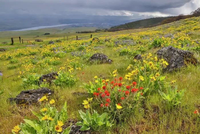 Framed Print : USA, Washington State. Columbia Hills State Park with balsamroot and Indian Paint Brush Framed Print : USA, Washington State. Columbia Hills State Park with balsamroot and Indian Paint Brush