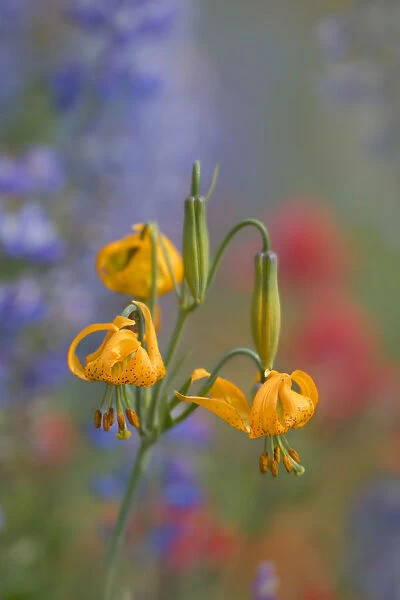 USA, Washington State. Columbia Lily (Lilium columbianum) with color wash of lupine