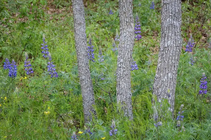 Framed Print : USA, Washington State, Columbia River Gorge National Scenic Area. Scenic with oak trees and lupine flowers. ©Don Paulson / Jaynes Gallery / DanitaDelimont.com Framed Print : USA, Washington State, Columbia River Gorge National Scenic Area. Scenic with oak trees and lupine flowers. ©Don Paulson / Jaynes Gallery / DanitaDelimont.com