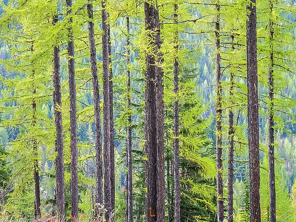 USA, Washington State, Colville County. Forest along highway 20 in Sherman Pass