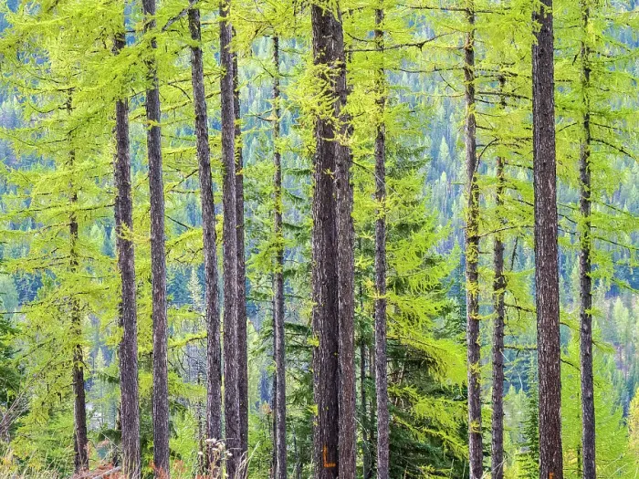 Framed Print : USA, Washington State, Colville County. Forest along highway 20 in Sherman Pass Framed Print : USA, Washington State, Colville County. Forest along highway 20 in Sherman Pass