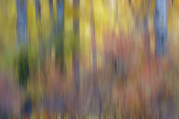 Framed Print : USA, Washington State. Cottonwoods in fall color near Winthrop Framed Print : USA, Washington State. Cottonwoods in fall color near Winthrop