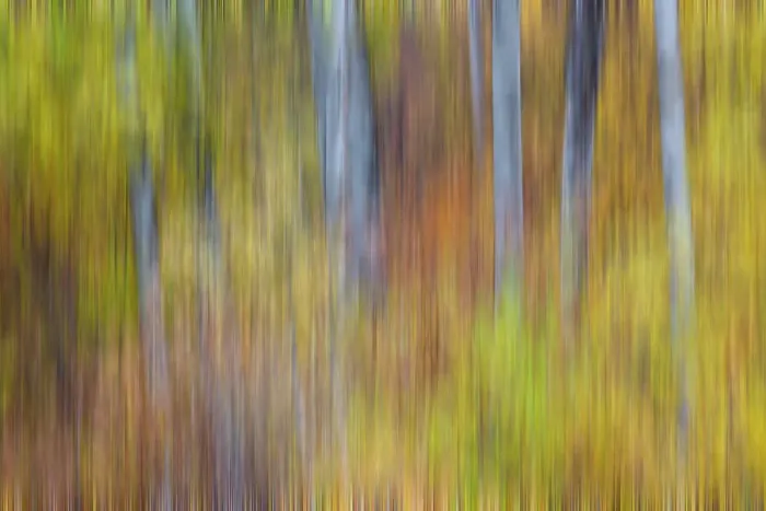 Framed Print : USA, Washington State. Cottonwoods in fall color near Winthrop Framed Print : USA, Washington State. Cottonwoods in fall color near Winthrop
