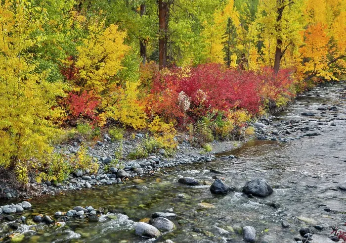 Framed Print : USA, Washington State. Cottonwoods and wild dogwood along Peshastin Creek, off of Highway 97 Framed Print : USA, Washington State. Cottonwoods and wild dogwood along Peshastin Creek, off of Highway 97