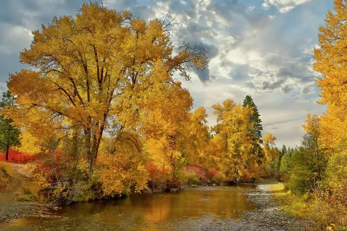Framed Print : USA, Washington State. Cottonwoods and wild dogwoods trees in Autumn Color along the Yakima River Framed Print : USA, Washington State. Cottonwoods and wild dogwoods trees in Autumn Color along the Yakima River