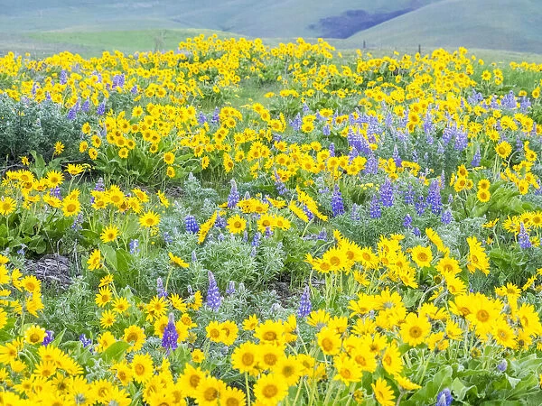 USA, Washington State, Dalles Mountain State Park springtime blooming Lupine