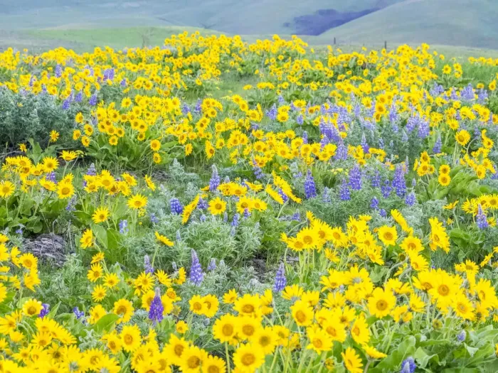 Framed Print : USA, Washington State, Dalles Mountain State Park springtime blooming Lupine