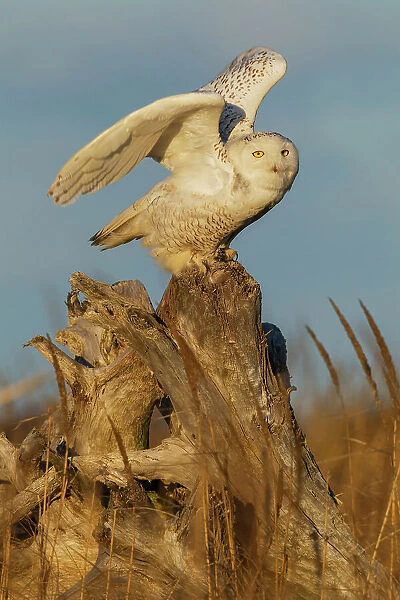USA, Washington State. Damon Point, snowy owl flying