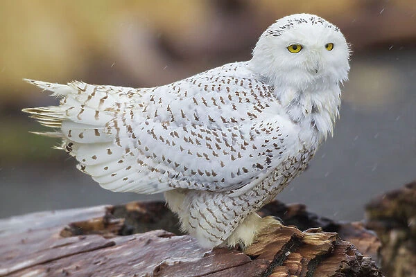 USA, Washington State. Damon Point, snowy owl, winter rain