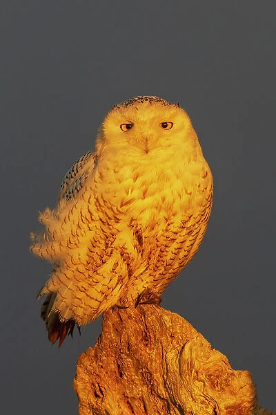 USA, Washington State. Damon Point, snowy owl, winter sunlight