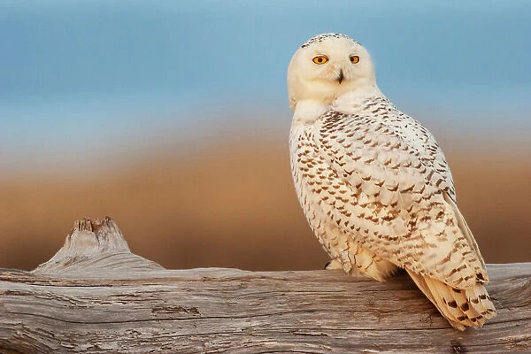 USA, Washington State. Damon Point, snowy owl, last light