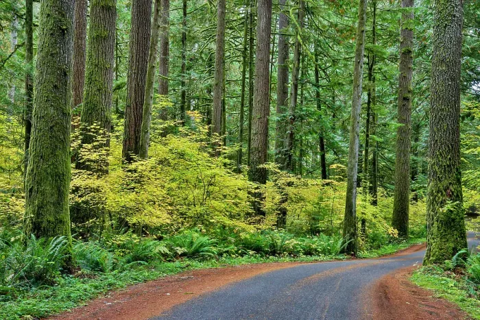 Framed Print : USA, Washington State, Darrington. Curved roadway in autumn forest of fir and vine maple trees Framed Print : USA, Washington State, Darrington. Curved roadway in autumn forest of fir and vine maple trees