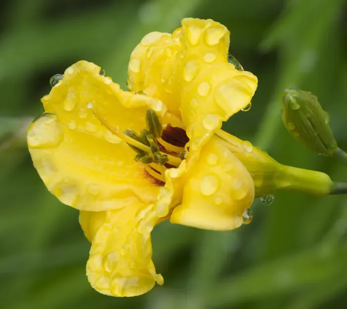 Framed Print : USA, Washington State. Daylily, Stella d Oro Framed Print : USA, Washington State. Daylily, Stella d Oro