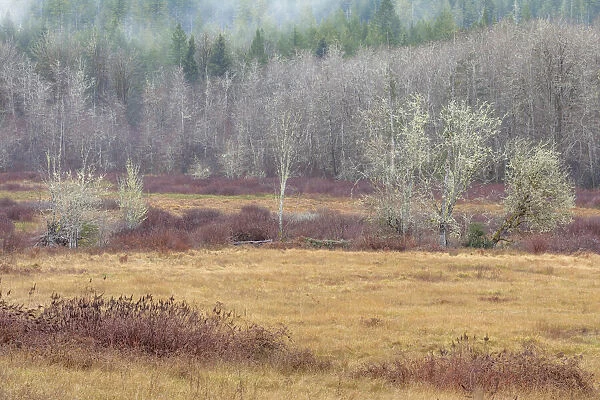 USA, Washington State, Dewatto. Autumn meadow and forest
