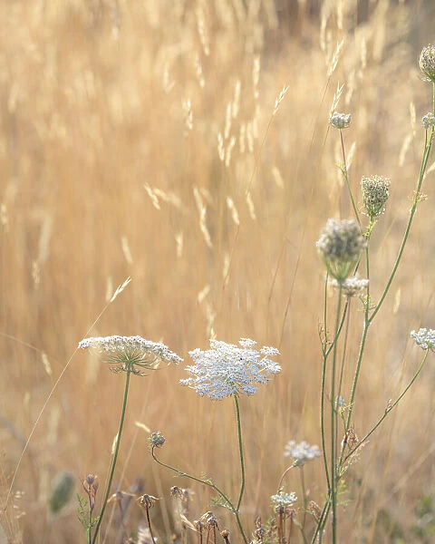 USA, Washington State, Dewatto. Queen Annes lace in summer and dried grasses