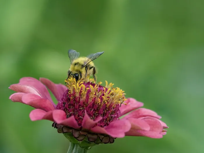 Framed Print : Usa, Washington State, Duvall. Honey bee on common zinnia Framed Print : Usa, Washington State, Duvall. Honey bee on common zinnia