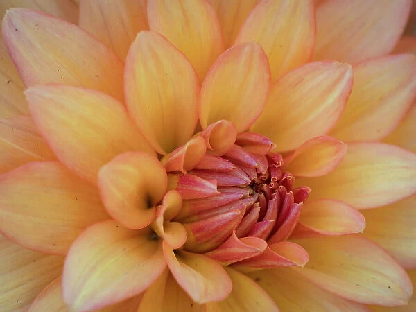 Usa, Washington State, Duvall. Orange Garden dahlia close-up
