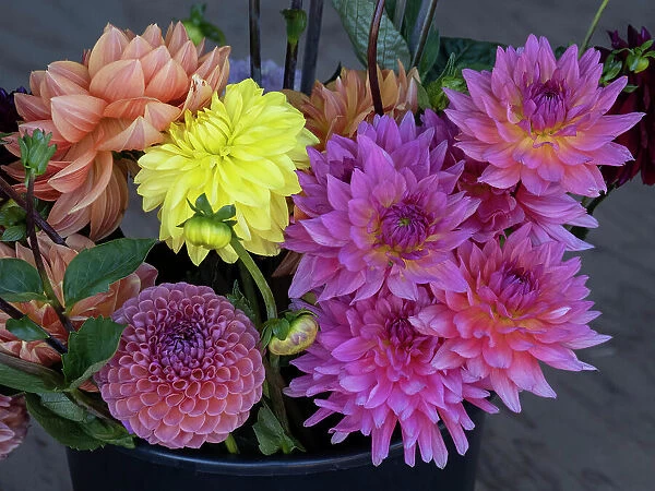 Usa, Washington State, Duvall. Purple, yellow and apricot Garden dahlias in bouquet of cut flowers
