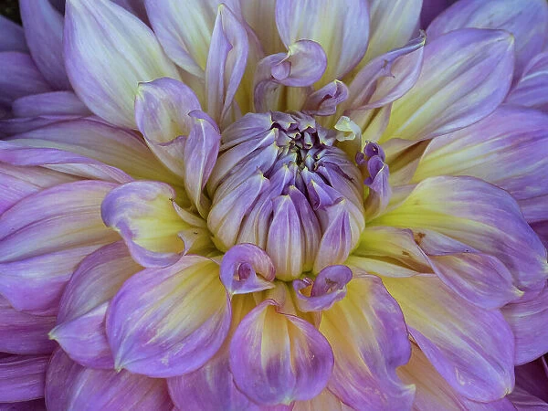 Usa, Washington State, Duvall. Purple Garden dahlia close-up