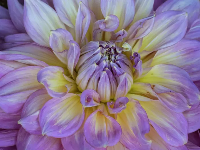 Framed Print : Usa, Washington State, Duvall. Purple Garden dahlia close-up