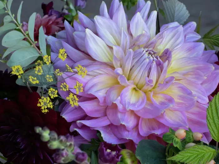 Framed Print : Usa, Washington State, Duvall. Purple Garden dahlia close-up Framed Print : Usa, Washington State, Duvall. Purple Garden dahlia close-up