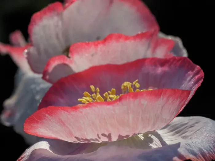 Framed Print : Usa, Washington State, Duvall. Red and white common poppy close-up