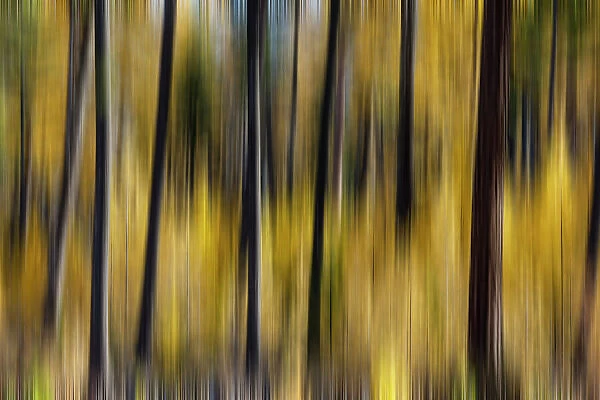 USA, Washington State. East of Twisp on Highway 20 with Larch trees autumn color amongst a burnt forest