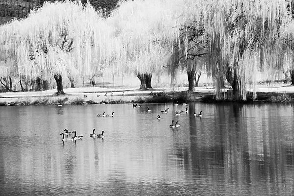 USA, Washington State, Eastern Washington. Weeping willow tree reflecting in pond