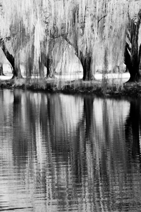 Framed Print : USA, Washington State, Eastern Washington. Weeping willow tree reflecting in pond Framed Print : USA, Washington State, Eastern Washington. Weeping willow tree reflecting in pond