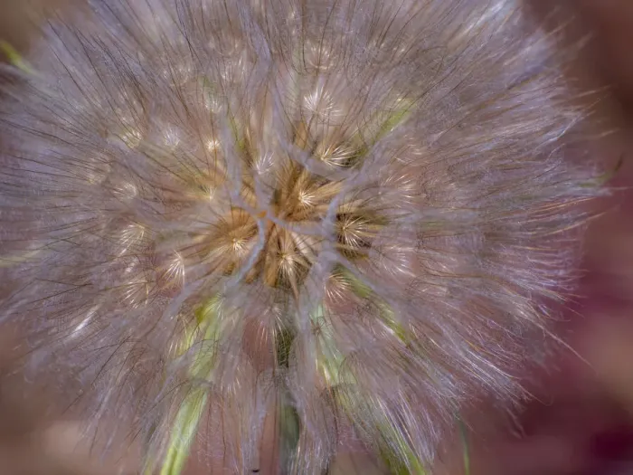Framed Print : USA, Washington State, Eastern Washington fluffy seed head of Salsify dandelion Framed Print : USA, Washington State, Eastern Washington fluffy seed head of Salsify dandelion
