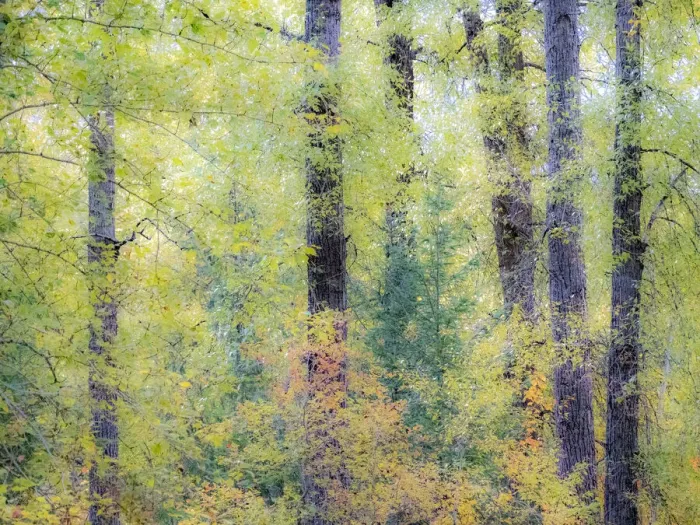 Framed Print : USA, Washington State, Easton, Eastern Washington fall colors with vine maple