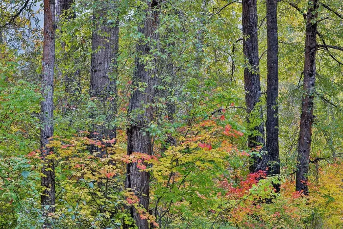 Framed Print : USA, Washington State, Easton. Fall color on Vine maple surrounded by cottonwood trees Framed Print : USA, Washington State, Easton. Fall color on Vine maple surrounded by cottonwood trees