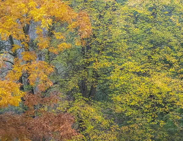 USA, Washington State, Easton and fall colors on Big Leaf Maple and Vine Maple
