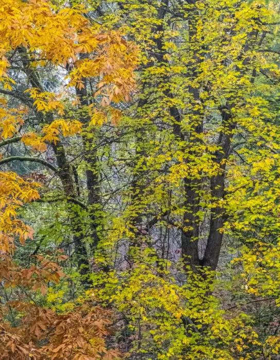 Framed Print : USA, Washington State, Easton and fall colors on Big Leaf Maple and Vine Maple Framed Print : USA, Washington State, Easton and fall colors on Big Leaf Maple and Vine Maple