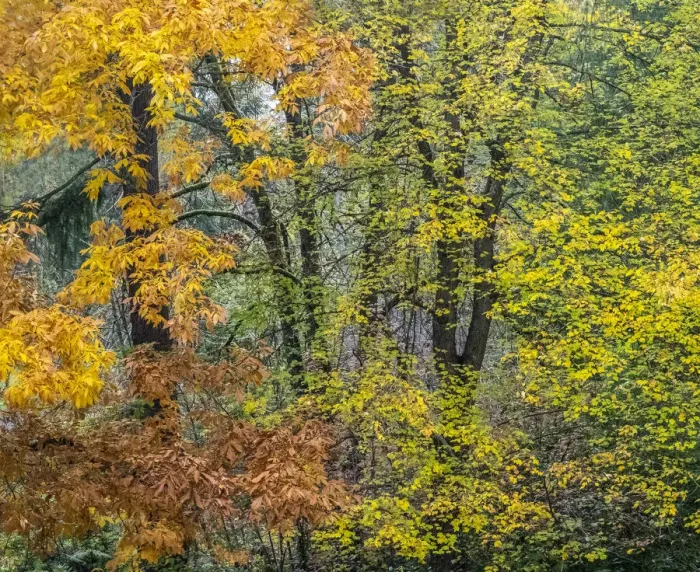 Framed Print : USA, Washington State, Easton and fall colors on Big Leaf Maple and Vine Maple Framed Print : USA, Washington State, Easton and fall colors on Big Leaf Maple and Vine Maple