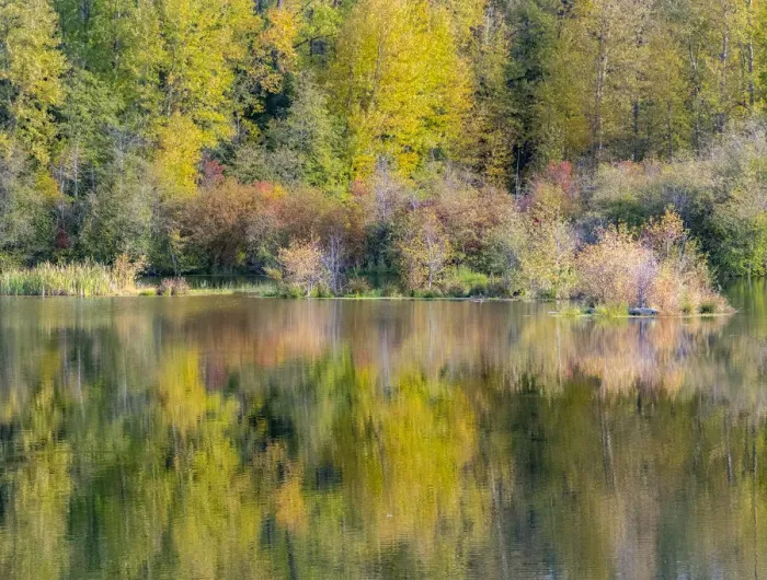 Framed Print : USA, Washington State, Easton and fall colors of Cottonwoods in small pond Framed Print : USA, Washington State, Easton and fall colors of Cottonwoods in small pond