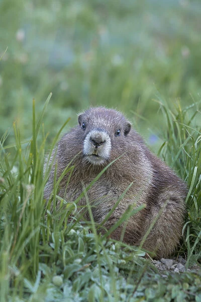 USA, Washington State. Endemic Olympic Marmot (Marmota olympus) juvenile near Hurricane Ridge