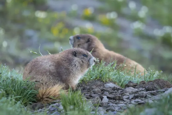 Framed Print : USA, Washington State. Endemic Olympic Marmot (Marmota olympus) juveniles romp near Hurricane Ridge Framed Print : USA, Washington State. Endemic Olympic Marmot (Marmota olympus) juveniles romp near Hurricane Ridge