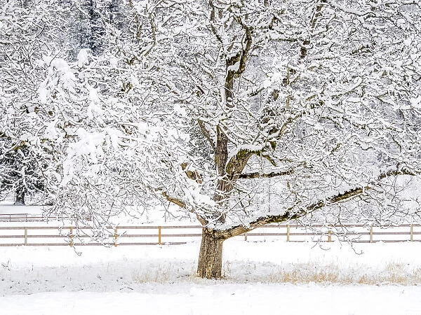 USA, Washington State, Fall City, fresh snow on trees and fence