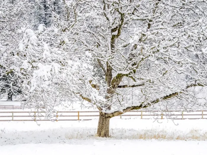 Framed Print : USA, Washington State, Fall City, fresh snow on trees and fence Framed Print : USA, Washington State, Fall City, fresh snow on trees and fence