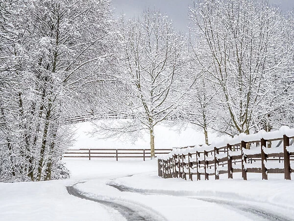 USA, Washington State, Fall City, fresh snow on trees and fence and snow covered road