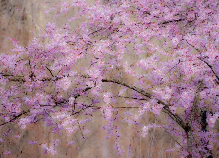 Framed Print : USA, Washington State, Fall City, Springtime cherry trees blooming along Snoqualmie River
