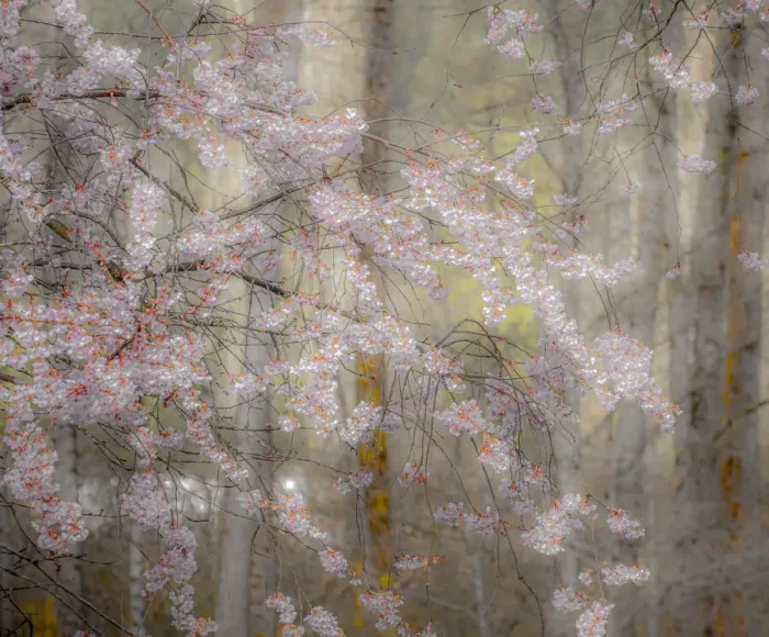 Framed Print : USA, Washington State, Fall City, Springtime cherry trees blooming along Snoqualmie River