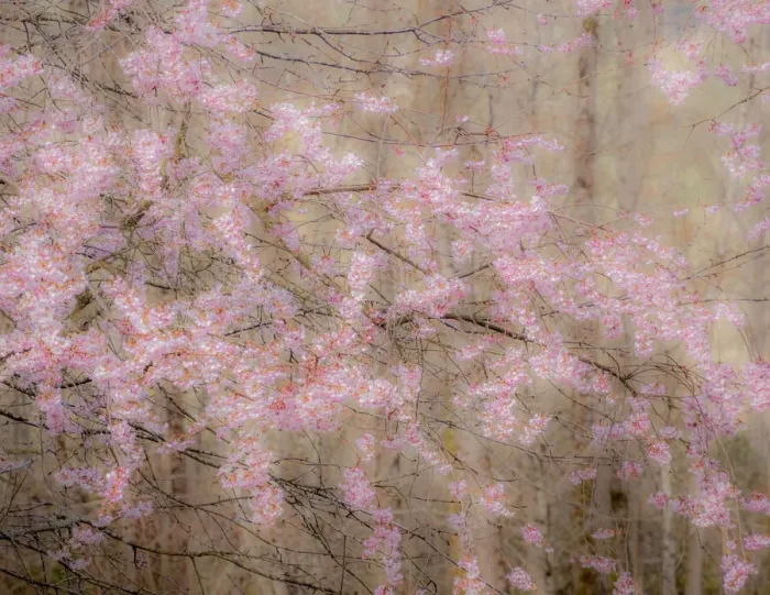 Framed Print : USA, Washington State, Fall City, Springtime cherry trees blooming along Snoqualmie River