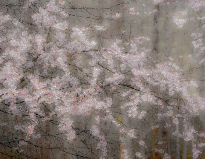 Framed Print : USA, Washington State, Fall City, Springtime cherry trees blooming along Snoqualmie River